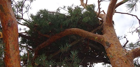 osprey nest